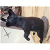 Image 9 : Black Bear Cub On A Limb Full Body Taxidermy Mount