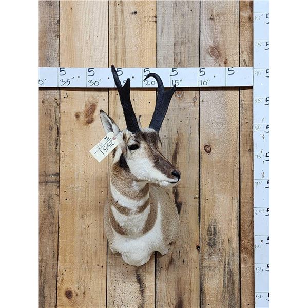 Nice Pronghorn Antelope Shoulder Mount Taxidermy
