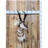 Image 1 : Nice Pronghorn Antelope Shoulder Mount Taxidermy