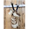Image 2 : Nice Pronghorn Antelope Shoulder Mount Taxidermy