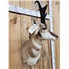 Image 3 : Nice Pronghorn Antelope Shoulder Mount Taxidermy