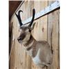 Image 5 : Nice Pronghorn Antelope Shoulder Mount Taxidermy