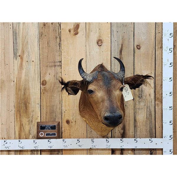 African Dwarf Forrest Buffalo Shoulder Mount Taxidermy