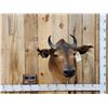 Image 1 : African Dwarf Forrest Buffalo Shoulder Mount Taxidermy