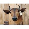 Image 2 : African Dwarf Forrest Buffalo Shoulder Mount Taxidermy