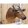 Image 3 : African Dwarf Forrest Buffalo Shoulder Mount Taxidermy