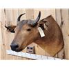 Image 4 : African Dwarf Forrest Buffalo Shoulder Mount Taxidermy