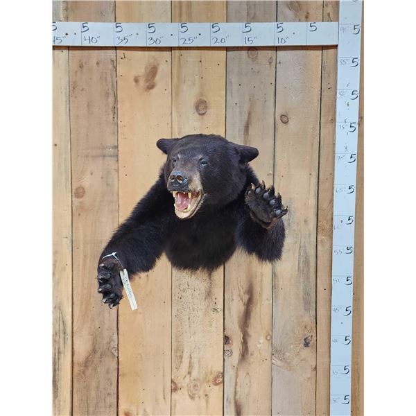 Black Bear Half Body Taxidermy Mount