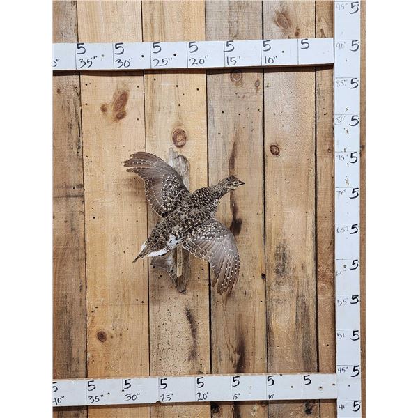 Sharp Tail Grouse In Flight Bird Taxidermy