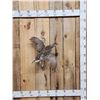 Image 1 : Sharp Tail Grouse In Flight Bird Taxidermy