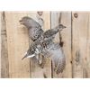 Image 2 : Sharp Tail Grouse In Flight Bird Taxidermy