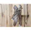 Image 3 : Sharp Tail Grouse In Flight Bird Taxidermy
