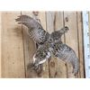 Image 4 : Sharp Tail Grouse In Flight Bird Taxidermy