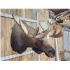 Image 10 : 58" Wide Alaskan Moose Shoulder Mount Taxidermy