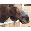 Image 11 : 58" Wide Alaskan Moose Shoulder Mount Taxidermy