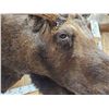 Image 12 : 58" Wide Alaskan Moose Shoulder Mount Taxidermy