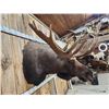 Image 13 : 58" Wide Alaskan Moose Shoulder Mount Taxidermy