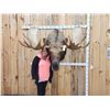 Image 14 : 58" Wide Alaskan Moose Shoulder Mount Taxidermy