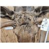 Image 15 : 58" Wide Alaskan Moose Shoulder Mount Taxidermy