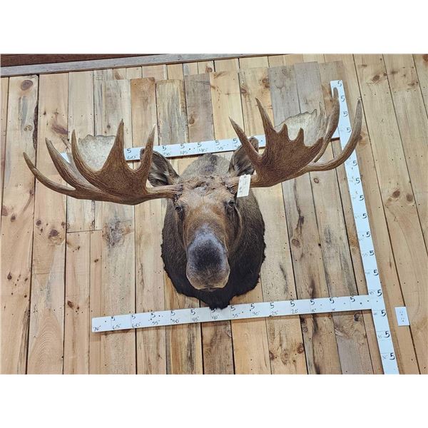 58" Wide Alaskan Moose Shoulder Mount Taxidermy