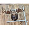 Image 1 : 58" Wide Alaskan Moose Shoulder Mount Taxidermy