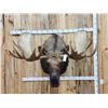 Image 2 : 58" Wide Alaskan Moose Shoulder Mount Taxidermy