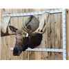 Image 3 : 58" Wide Alaskan Moose Shoulder Mount Taxidermy