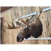 Image 4 : 58" Wide Alaskan Moose Shoulder Mount Taxidermy