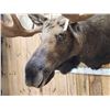 Image 5 : 58" Wide Alaskan Moose Shoulder Mount Taxidermy
