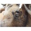 Image 6 : 58" Wide Alaskan Moose Shoulder Mount Taxidermy