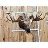 Image 7 : 58" Wide Alaskan Moose Shoulder Mount Taxidermy