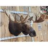 Image 8 : 58" Wide Alaskan Moose Shoulder Mount Taxidermy
