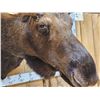 Image 9 : 58" Wide Alaskan Moose Shoulder Mount Taxidermy