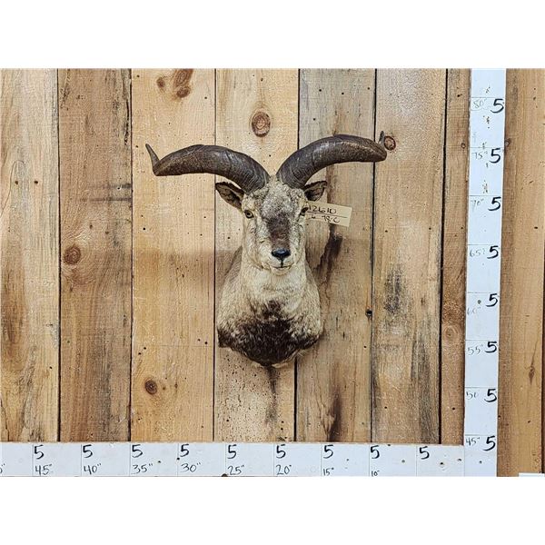 Asian Blue Sheep Shoulder Mount Taxidermy
