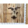 Image 1 : Asian Blue Sheep Shoulder Mount Taxidermy