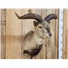 Image 2 : Asian Blue Sheep Shoulder Mount Taxidermy