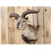 Image 3 : Asian Blue Sheep Shoulder Mount Taxidermy