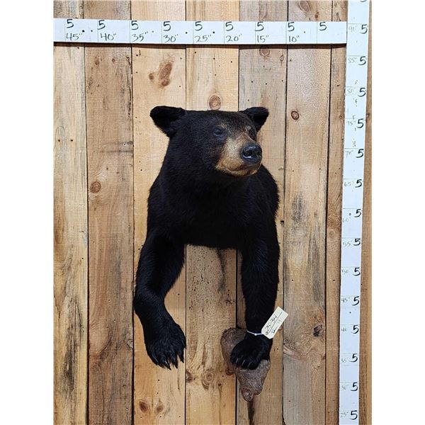 Nice Black Bear Half Body Taxidermy Mount