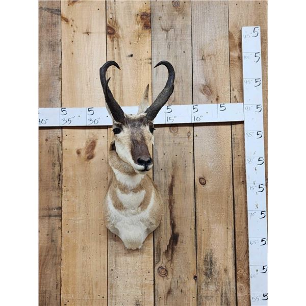 Pronghorn Antelope Shoulder Mount Taxidermy