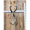 Image 1 : Pronghorn Antelope Shoulder Mount Taxidermy