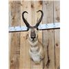Image 2 : Pronghorn Antelope Shoulder Mount Taxidermy