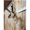 Image 3 : Pronghorn Antelope Shoulder Mount Taxidermy