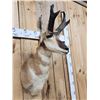 Image 4 : Pronghorn Antelope Shoulder Mount Taxidermy