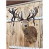 Image 10 : MONSTER Red Stag Shoulder Mount Taxidermy
