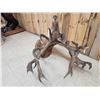 Image 11 : MONSTER Red Stag Shoulder Mount Taxidermy