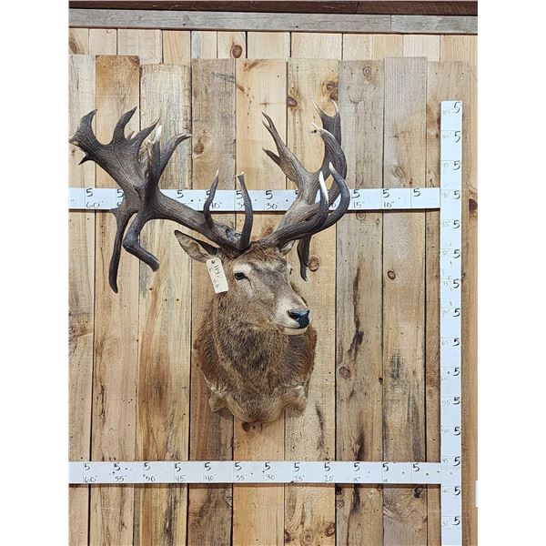 MONSTER Red Stag Shoulder Mount Taxidermy
