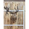 Image 1 : MONSTER Red Stag Shoulder Mount Taxidermy