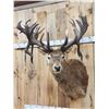 Image 2 : MONSTER Red Stag Shoulder Mount Taxidermy