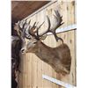 Image 3 : MONSTER Red Stag Shoulder Mount Taxidermy