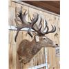 Image 4 : MONSTER Red Stag Shoulder Mount Taxidermy